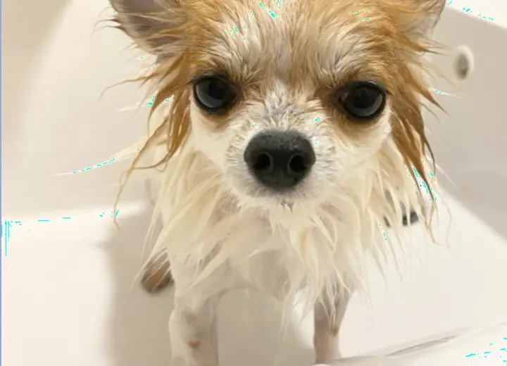 その日の様子に合わせてケアを受けるワンちゃん